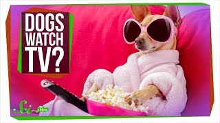 What Do Dogs See When They Watch TV?