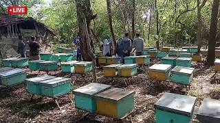 panen madu lebah liar di desa Mojodeso, kapas, Bojonegoro