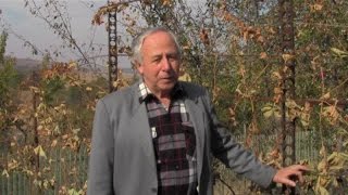 Когда садить виноград весной или осенью