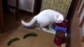 Gatos vs pepino #2