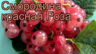 Смородина красная Роза (ribes rubrum) ? смородина Роза обзор: как сажать саженцы смородины Роза