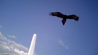 Wedge Tailed Eagles ATTACK Parkzone Radian Glider!! Aerobatics Filmed with #16 808 camera