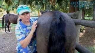 Muscle Atrophy in the Horse
