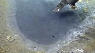 Brine Puddle Dunk | Nautilus Live