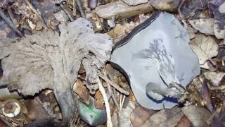 Como y donde encontrar Trompetas de la Muerte - Craterellus Cornucopioides
