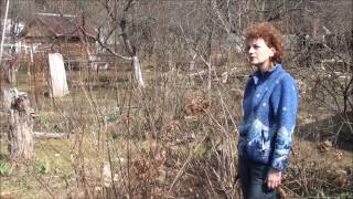 Обрезка кустарников (чубушник). Сайт sadovymir.ru