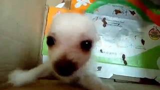 Sorprendente Perro hablando (pide agua)