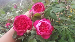 Benjamin Britten (AUSencart) / David Austin 2001 English Rose Collection - rosa - rosier