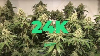 24K Seguimiento Indoor LED Cob Advanced Nutrients JuaniJuana Fibra de Coco
