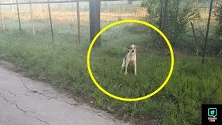She found a dog tied to a tree & left but couldn't believe what she experienced later!