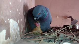 Pigeon feeding its baby.......shared  by Gagan Batra--G.T.B. nagar, Delhi, India