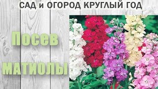 Маттиола(Левкой). Посев матиолы