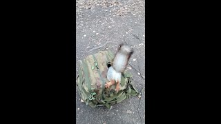 Опытная белка / Experienced squirrel