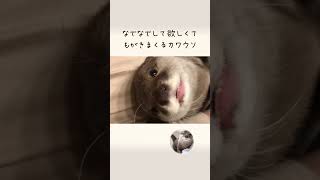 飼い主の腕の中で撫でを要求するももがくカワウソ Otter in owner's arm