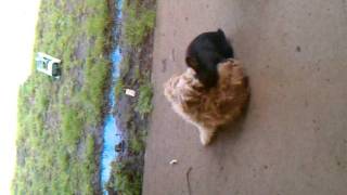 dog and rabbit mating