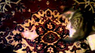 Мои Армянские животние Хомечек и Котик.A.A.Danielyan