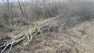 ORCHARD UPDATE - REMOVING SHRUBS & BUSHES
