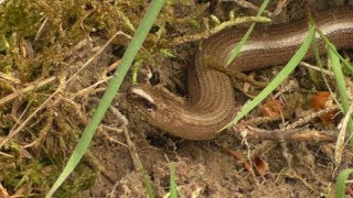Slow Worms ~ Herping France (Vosges) 2014 / Orvets Vosges / Hazelwormen Frankrijk (Vogezen) 2014