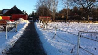 Rundvisning i stallet