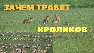 Борьба с кроликами в Новой Зеландии / Новый вирус на свободе