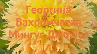 Георгина бахромчатая Мингус Джошуа ? обзор: как сажать, луковицы георгины Мингус Джошуа
