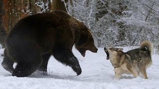 ЗЛАЯ СОБАКА ПРОТИВ МЕДВЕДЯ | КТО КОГО?