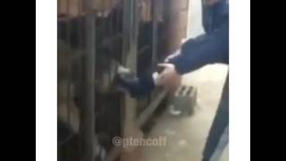 Идиот! Что б ему собаки яйца оторвали