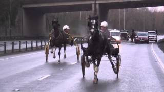 trotters