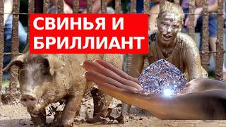 СВИНЬЯ И БРИЛЛИАНТ