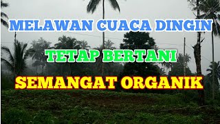 BERI KOTORAN AYAM; UNTUK PERTUMBUHAN. PEMUPUKAN TANAMAN JAGUNG.