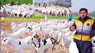 120 بکریاں ایک بکری کی قیمت 13ہزار ویڈیو دیکھے?(21.1.2020) 03327251817..03167478083.Ainmal Goat far