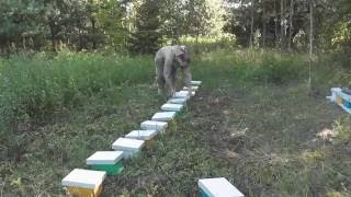 В гостях у Белорусского пчеловодства 1 (08.07.2016)