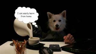 Grinder U Dog Plays Poker