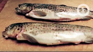 Радужная форель запеченная с овощами