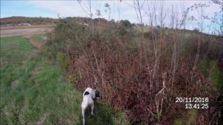 chasse faisans avec pointer