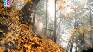 Extremely Powerful l Breast Enhancer - Enlarger Binaural Beats Brainwave Subliminal Frequency