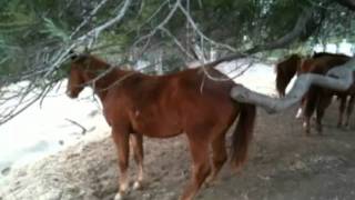 Butt Horse