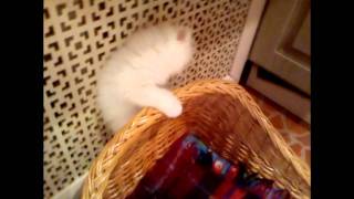 мой котэ балуется