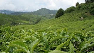 Sri Lanka - TEE