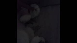 Petite Pussy