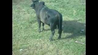 LOS TOROS DE NICARAGUA