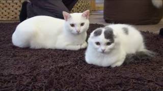 Cat Cafe ねころび　2周年記念映像集