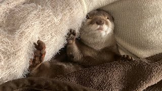 誰とでも一緒に寝る疑惑のあるカワウソさくら Sakura the otter, who allegedly sleeps with everyone.