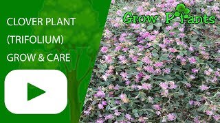 Clover plant - Growing Trifolium
