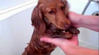 Miniature Long-Haired Dachshunds, Sasha and Bella