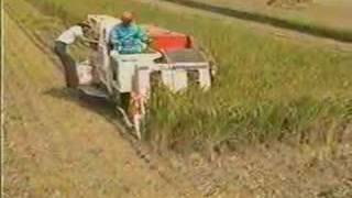 kubota R1-43 Combine Harvester Working