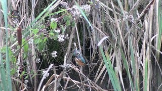 MARTIN Pêcheur d'Europe/Toilette d'Automne/Alcedo atthis ! BRUITX