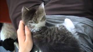 Meet the Kittens!