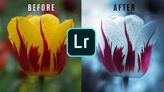 Selective Color | Macro & Flower Photography | Lightroom Tutorial