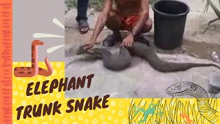 งูงวงช้าง - Elephant Trunk Snake ϟ